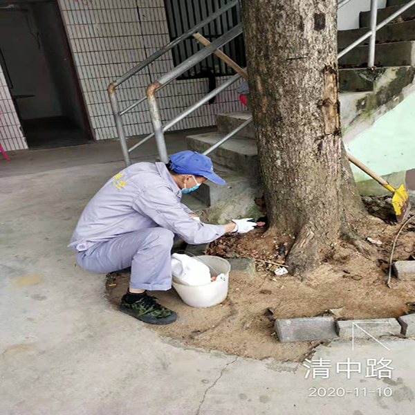 海口白蚁防治 