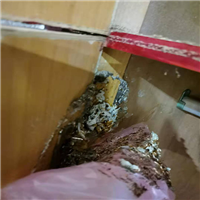 海口灭白蚁 