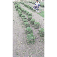 海南马尼拉草卷 