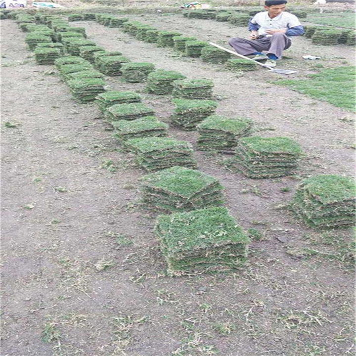 海口草坪