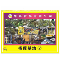 榴莲冻肉基地批发