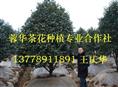 四川茶花基地-产品27