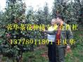 茶花小苗|四川茶花小苗|四川茶花小苗价格|精品大茶花-产品14 