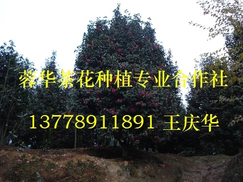 四川茶花基地-产品26