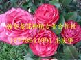 宜宾茶花-产品22