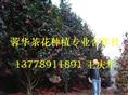 大茶花-产品1