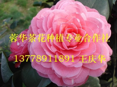 大茶花-产品42 大茶花、精品大茶花、大茶花**价 
