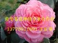 大茶花-产品42 大茶花、精品大茶花、大茶花**价 