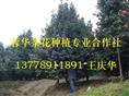 茶花苗木基地-产品33