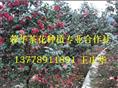 茶花基地|茶花种植基地|四川茶花基地|大茶花基地-产品44 