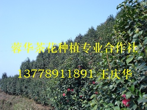 茶花小苗-产品17