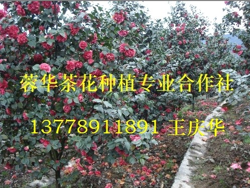 茶花基地|茶花种植基地|四川茶花基地|大茶花基地-产品44 