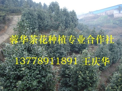 茶花苗木基地|四川茶花苗木|四川茶花苗木基地|茶花基地-产品31 