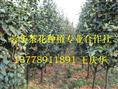 茶花小苗-产品15