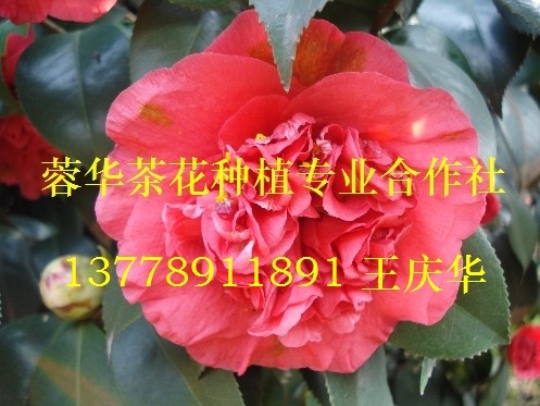 大茶花-产品38 大茶花、精品大茶花、大茶花**价 