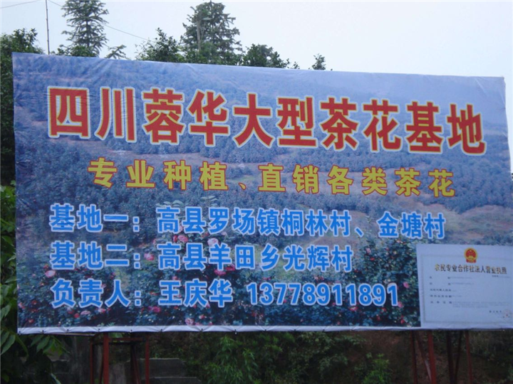 大茶花@@大茶花基地@@13778911891