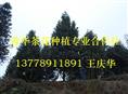 茶花苗木基地-产品34