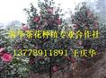 宜宾茶花-产品20