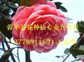 大茶花|四川大茶花|大茶花苗木|大茶花种植基地-产品37 