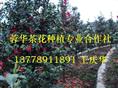 茶花基地|宜宾茶花基地|四川宜宾茶花基地-产品43 
