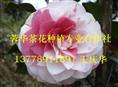 宜宾茶花-产品24