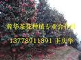 大茶花-产品2