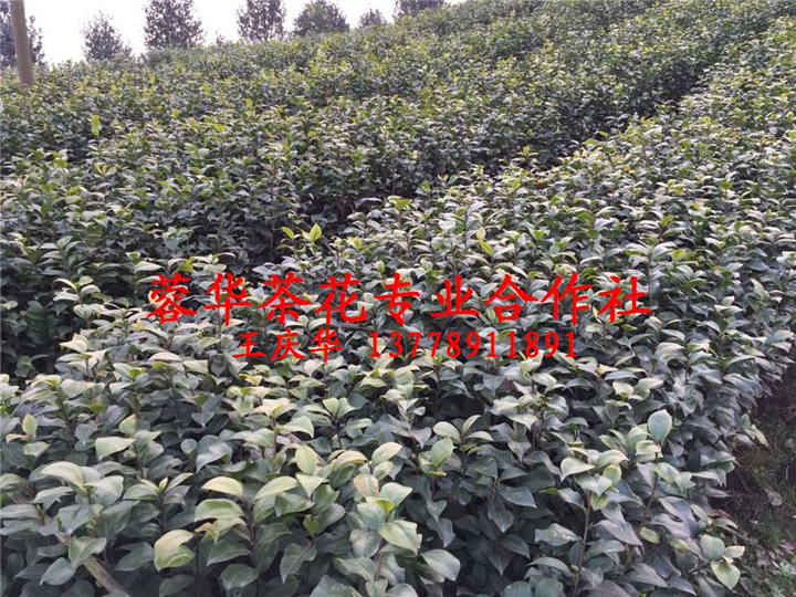 大茶花@@大茶花基地@@13778911891