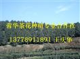 宜宾茶花-产品19