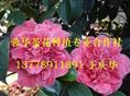 茶花基地-产品45