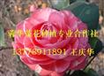 茶花小苗|四川茶花小苗|四川宜宾茶花小苗|宜宾茶花小苗|茶花小苗批发 