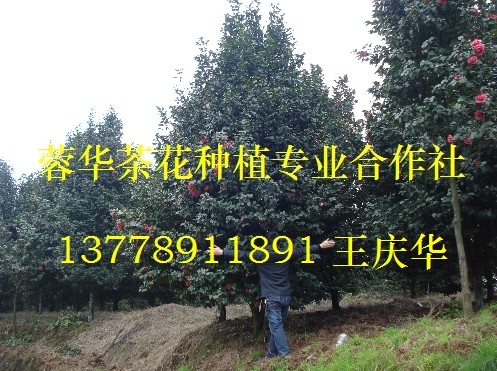 茶花苗木基地-产品33
