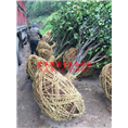 大茶花@@大茶花基地@@13778911891