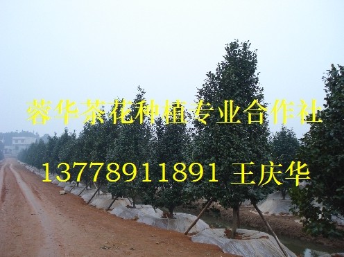 四川茶花基地-产品29