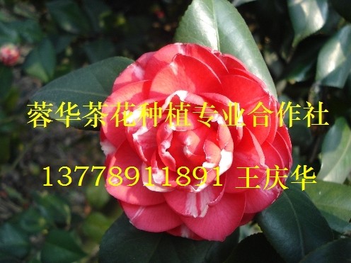 大茶花-产品40 大茶花、精品大茶花、大茶花**价 