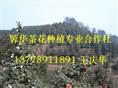 茶花苗木基地-产品36