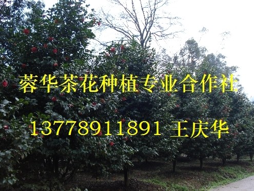 茶花苗木基地-产品32