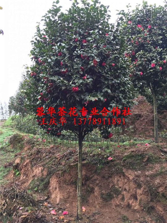 大茶花@@大茶花基地@@13778911891