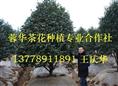 四川茶花基地|四川茶花种植基地|四川茶花繁育基地|四川宜宾茶花基地 