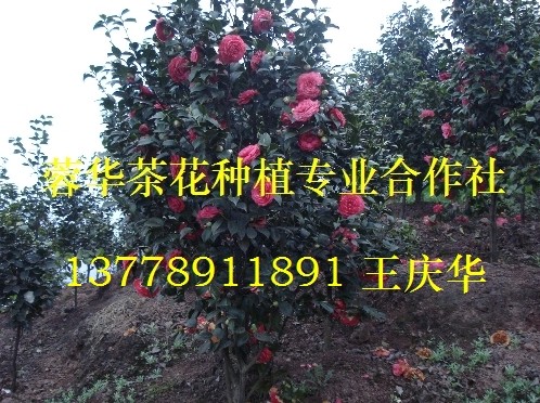 宜宾茶花-产品21