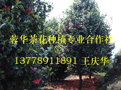 茶花基地-产品46