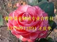 大茶花-产品41 大茶花、精品大茶花、大茶花**价 