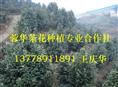 茶花苗木基地|四川茶花苗木|四川茶花苗木基地|茶花基地-产品31 