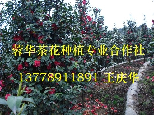 茶花基地|宜宾茶花基地|四川宜宾茶花基地-产品43 