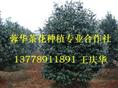 四川茶花基地-产品30