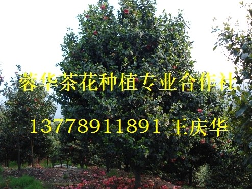 宜宾茶花-产品49