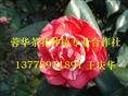 大茶花-产品40 大茶花、精品大茶花、大茶花**价 
