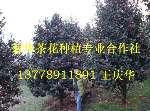 大茶花-产品4