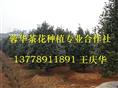 四川茶花基地-产品28