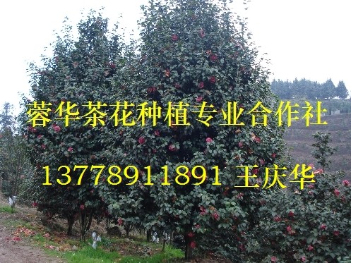四川茶花基地-产品25