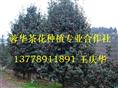 四川茶花基地-产品25